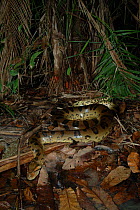 Anaconda {Eunectes murinus} on forest floor. Para State, Brazil.