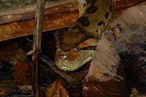 Portrait of an Anaconda {Eunectes murinus}. Para State, Brazil.
