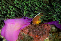 Orange skunk clownfish / anemonefish grooms eggs in Magnificent anemone, Thailand