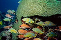 Grunts {Haemulon sp} + Squirrelfish shelter under Giant brain coral, Florida Keys, USA.