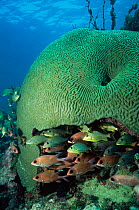 Giant brain coral provides shelter for Grunts and Squirrelfish, Florida Keys, USA.