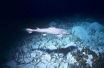 Newborn Lemon shark (Negaprion brevirostris) swims from mother to protection in mangroves, Bahamas