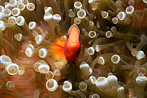Red & black anemonefish {Amphiprion melanopus} in Anemone {Entacmaea quadricolor}