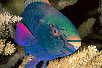 Swarthy parrotfish {Scarus niger} sleeping in coral at night. Malaysia