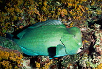 Giant bumphead parrotfish {Bolbometopon muricatum} sleeping in coral, Sipadan,