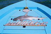 Dead female Bonnethead shark with foetuses removed from body {Sphyrna tiburo} FL, USA.