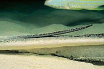 Close up of tail barbs of Southern stingray {Hypanus americanus} Bahamas