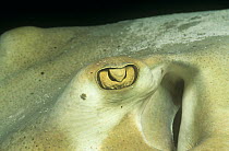Close-up of eye and spiracle of Southern stingray (Hypanus americanus) Bahamas