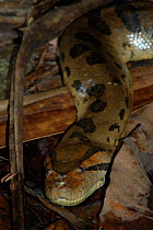 Anaconda {Eunectes murinus} on the forest floor. Para State, Brazil.