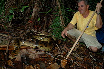 Anaconda {Eunectes murinus} being released into the wild. Para State, Brazil.