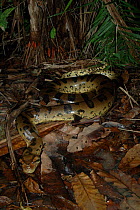 Anaconda {Eunectes murinus} on the forest floor. Para State, Brazil.