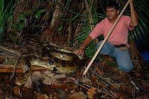 Anaconda {Eunectes murinus} being released into the wild. Para State, Brazil.