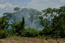 Controlled burning on the shores of Amazonas River to create grazing for cattle, Brazil.