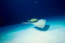 Southern stingray {Hypanus americanus} with commensal Jack {Caranx ruber} Cayman Is.