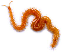 Centipede {Necrophloephagus sp} UK