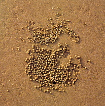 Balls of sand created by feeding Sand-bubble crabs {Scopimera sp} Queensland,