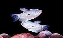 Blue / Three spotted Gouramis (Trichogaster trichopterus), captive.