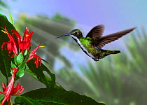 Black throated mango hummingbird (Anthracothorax nigicollis) Digital composite.