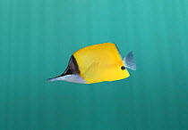 Yellow Longnosed Butterflyfish (Forcipiger flavissimus), captive.