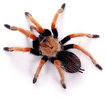 Mexican beauty tarantula spider {Brachypelma / Euathlus boehmi} captive.