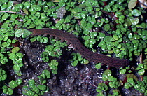 Velvet worm / Peripatus (Peripatoides gilesii) on damp ground after rain.