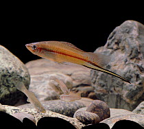 Swordtail (Xiphophorus helleri), captive.