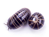 Pill Millipede (Glomeris species) curled and extended. UK