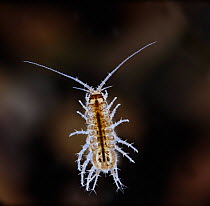Freshwater Isopod / Slater (Asellus sp] Captive