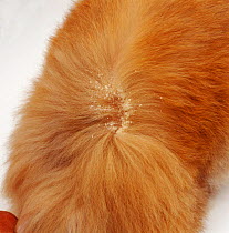 'Walking dandruff' in dog fur caused by fur mites (Cheyletiella). UK.