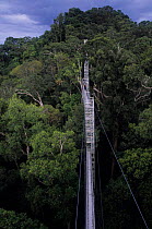 Forest canopy walkway in Ulu Temburong NP. Sultanate of Brunei, Borneo.