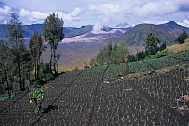 Farmland overlooking Tengger volcanic crater. Bromo NP. Java, Indonesia.