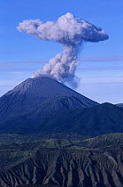 Gunung (Mt.) Semeru smoking Highest mountain in Java Bromo NP. Java, Indonesia.