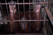 Captive Orangutan {Pongo pygmaeus} in a private zoo. Sultanate of Brunei, Borneo.