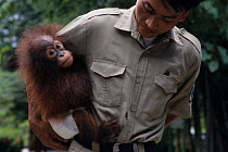 Young Orangutan {Pongo pygmaeus} in rehabilitation in the arms of its keeper. Borneo.
