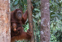 Orangutan {Pongo pygmaeus} female with infant in rehabilitation. Borneo.