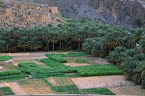 Vegetable crops and date palm cultivation. Jebel Shams, Oman.