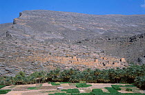 Vegetable crops and date palm cultivation with ruins of old city of Jebel Shams, Oman.
