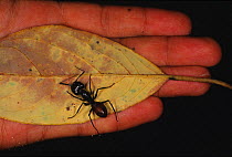 Carpenter ant {Camponotus sp.} help in hand for size comparison. Brunei, Borneo.