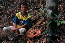 Rafflesia {Rafflesia pricei} flower + local guide. Tambunan Rafflesia Reserve,