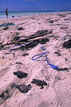 Dead baby sea turtles on the beach, Sian Ka'an Biosphere Reserve, Mexico.