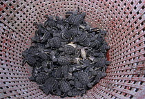 Sea turtle hatchlings in basket before release, Sian Ka'an Biosphere Reserve Mexico.
