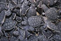 Close-up of baby Sea turtles, Sian Ka'an Biosphere Reserve. Mexico.
