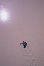 Sea turtle hatchling heading for the sea, Sian Ka'an Biosphere Reserve Mexico.