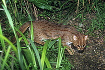 Male Rusty-spotted cat {Felis rubiginosus phillipsi} stalking, Captive, vulnerable species, from SE Asia
