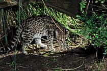 Male Tiger / Little spotted cat {Felis / Leopardus) tigrinus gettula} Captive.