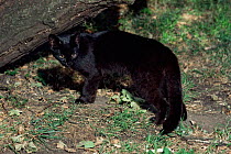 Female Geoffroy's cat {Felis geoffroyi}. Rare melanistic form. Captive.