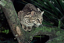 Male Geoffroy's cat {Felis geoffroyi} sitting on branch. Captive.