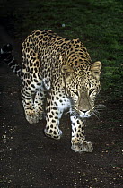 Male Persian leopard {Panthera pardus saxicolor} Captive, endangered
