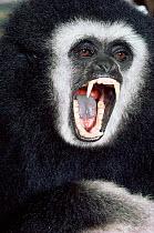 White-handed / Lar gibbon {Hylobates lar} male. Portrait showing teeth. Captive.