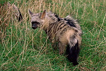 Young male Aardwolf {Proteles cristatus} in long grass. Captive.